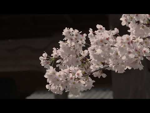 山梨県南アルプス市～満開の桜を巡る～Visit the cherry blossoms in full bloom in Minami-alps city