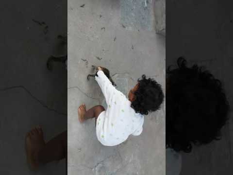 Chanti playing with our pet cat..