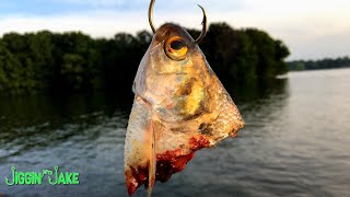 Using CUT SHAD to Target BIG CATFISH (Muddy Water)