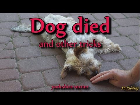 Zdechł pies i inne sztuczki