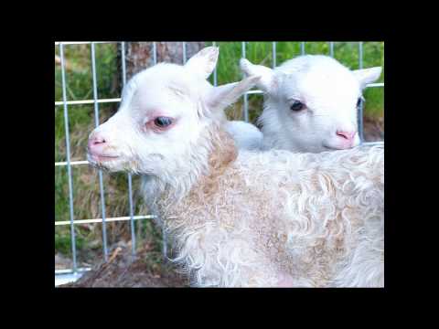 Gammal Fäbodspsalm - Carola Häggkvist