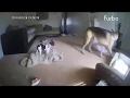 Big dog saves his small dog buddy from window cord