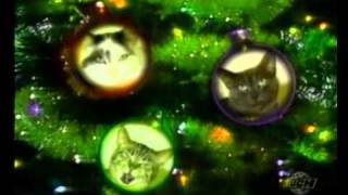 JINGLE CATS - White Christmas