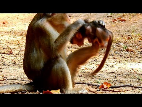 Mom had problem with Brain always Hurting for Own baby Anissa, Very Pity Baby Anissa