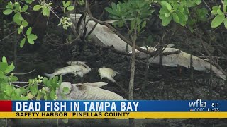 Dead fish causing foul smell along North Tampa Bay