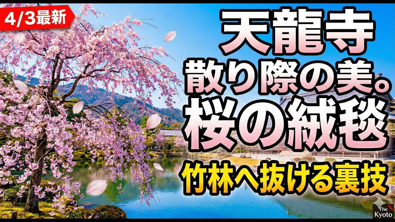 京都・嵐山で迷わない！天龍寺の桜と「竹林の小径」を最短で満喫する黄金ルート。4月の開花状況と16時からの穴場参拝を徹底解説