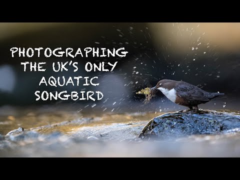 Photographing DIPPERS in DEVON - WILDLIFE PHOTOGRAPHY