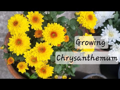 Chrysanthemum Flower / Chrysanthemum Plant Care / How To Grow Mums / Chandramallika