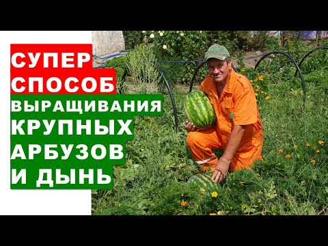 , title : 'Супер способ выращивания крупных арбузов и дынь'