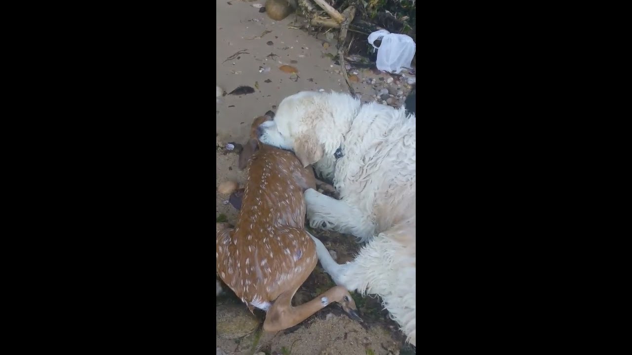 Dog saves a baby deer from drowning - YouTube
