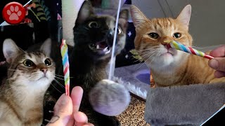 GIVING OUR CATS MEOWIJUANA CATNIP JOINTS!