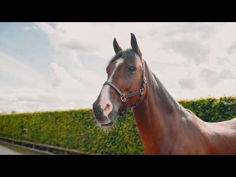wkd gi joe standing and trot up