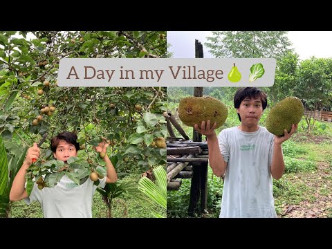 Collecting (Wild) vegetables and fruits | Arunachal Pradesh | Vlog no.11