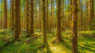 Pure Nature Sounds & Breathtaking USA Landscapes in 4K | Relax with Nature - S2; Ep 3