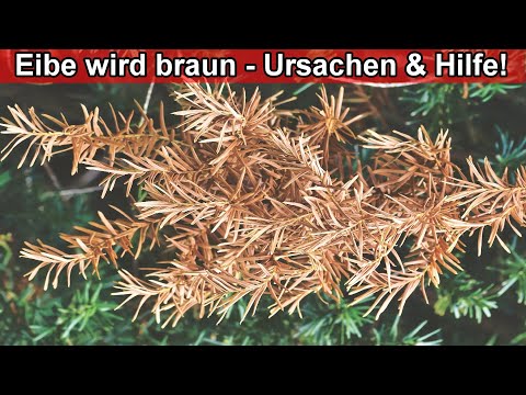 Eibe ist braun & gelb was tun Eiben bekommen gelbe & braune Nadeln – Ursache Staunässe vertrocknet