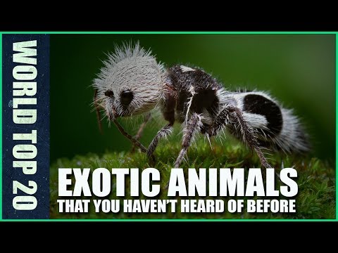 Top 20 Exotic Animals You Haven't Heard of Before