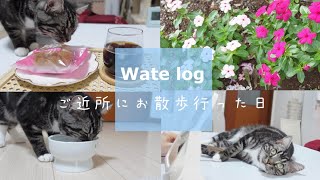 【vlog】わてろぐ 猫とお散歩した日 足長マンチカン まる Munchkin cat