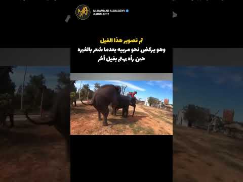 مشاعر الأفيال #shorts