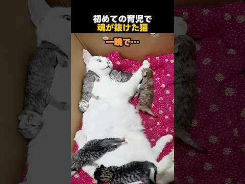 初めての育児で魂が抜けた猫