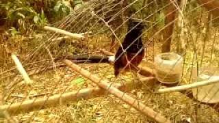 Download lagu Murai batu - pikat.flv mp3