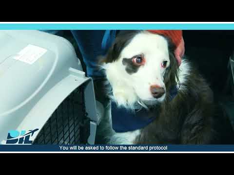 Traveling with a PET PART II - TSA Security Checkpoint