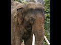 Asian Elephant Trumpet