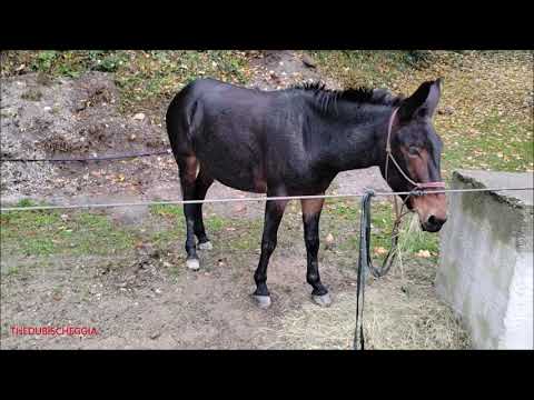LA MULA PIOGGIA ALLA FIERA DI S. LUCA A DEMONTE (CN) IN VALLE STURA - DOM. 9 - 10 - 2022.