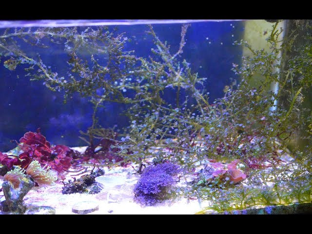 Planted Reef Tank Update 4K