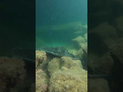 Marble Ray at Isabela Island, Galapagos