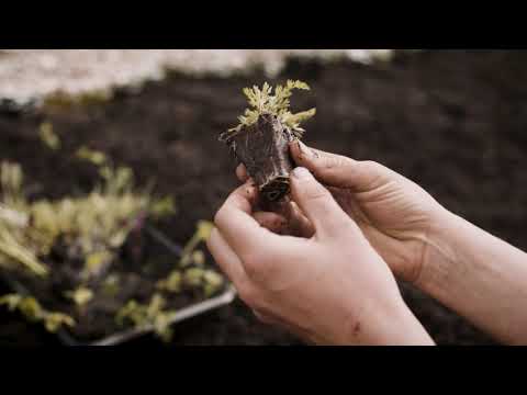 Planting Carrots & Parsnips