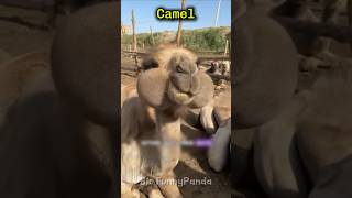 Animals that look cute but can kill you Part 3 #animals #facts #scary