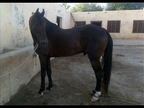 Horses of Pindi Ghazi club Rawalpindi