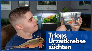 Ich züchte Triops URZEIT-KREBSE (Triops Cancriformis Österreich)