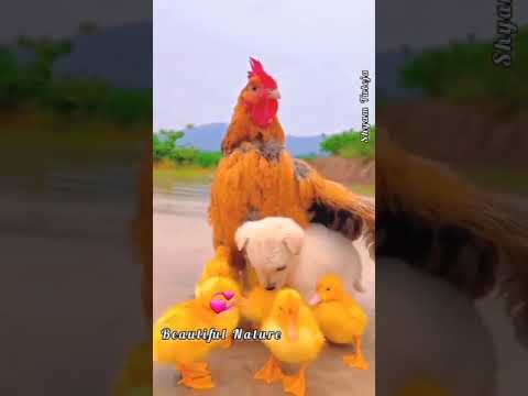 What a love between the dog and hen