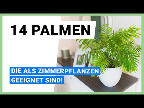 14 Palmen, die als Zimmerpflanzen SUPER geeignet sind