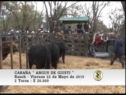 22-05-15 Venta de Toros - Cabaña " Angus de Giusti " - Hourcade, Albelo y Cia S.C.C. - Rauch.
