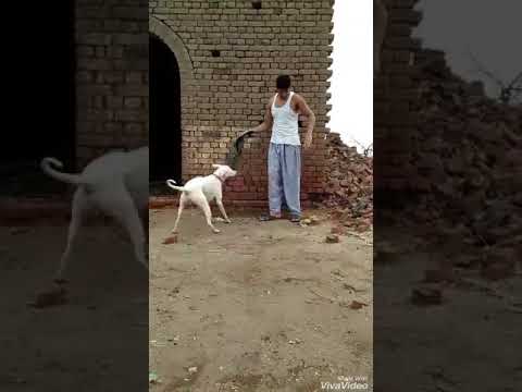 Oh Bande | Dilraj Dhillon | Official Music Video |lospro