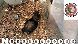 😢 Guinea Pig Discovered Too Late!!