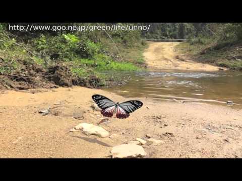 アサギマダラそっくりなカバシタアゲハの飛翔