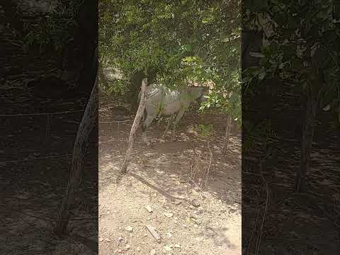 égua de Riachão Miraíma ceará