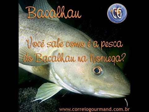 download lagu mp3 mp4 Bacalhau Peixe Vivo, download mp3 Bacalhau Peixe Vivo free downloadn, video klip Bacalhau Peixe Vivo