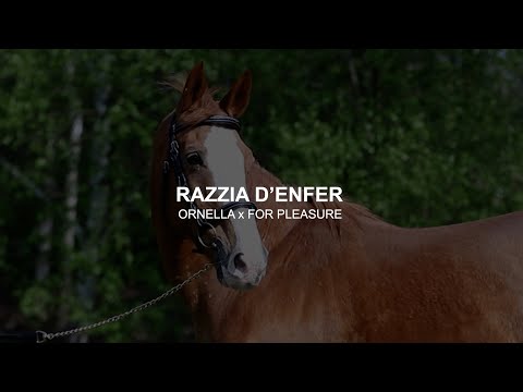 Présentation de Razzia d'Enfer