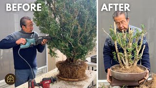 How I Turned a Garden Bush (English Boxwood) Into a Bonsai