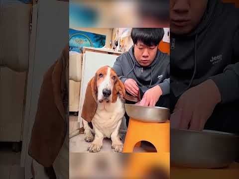 🎂🐶 مفاجأة عيد ميلاد مؤثرة لكلب لطيف! 🎉
