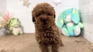 トイプードルの動画01