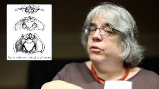 Interview with Karen Rosenberg about the evolution of the human pelvis
