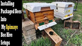 Installing Packaged Bees Into My Apimaye Bee Hive Setups