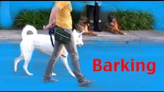 Stop barking on a walk - Barking- Episode 3 Dog training