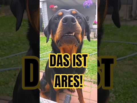 🐕 Das ist Ares! Der verrückte Rottweiler von nebenan...