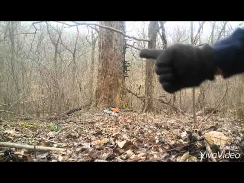image-Is it bad to see a raccoon during the day?